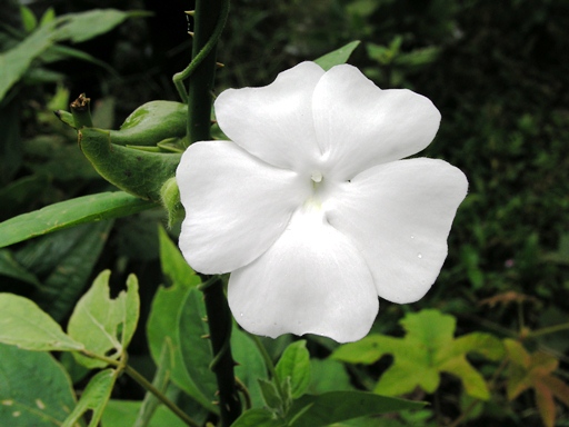 จิงจ้อน้อย Thunbergia similis Craib<br/>ACORACEAE